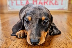 Joey - Dachshund, Mini for sale