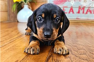 Shiloh - puppy for sale