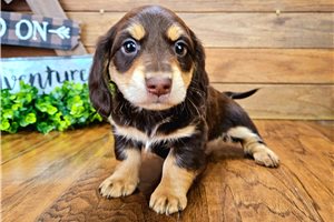 Pharoah - puppy for sale