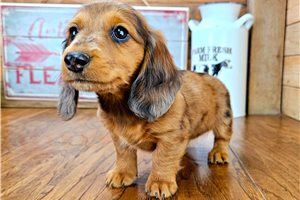 Blondie - puppy for sale