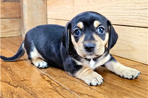 Perdita - Dachshund, Mini for sale