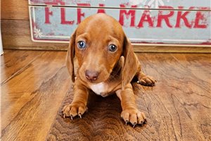 Joanna - Dachshund, Mini for sale