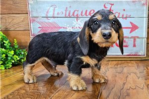 Chris - Dachshund, Tweenie for sale