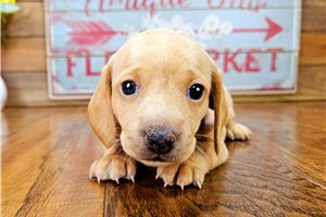 Sienna - Dachshund, Mini for sale