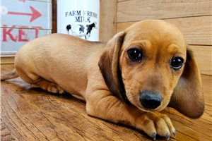 Coral - Dachshund, Mini for sale
