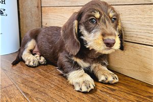 Chip - Dachshund, Tweenie for sale