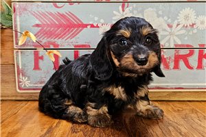 Breslin - puppy for sale
