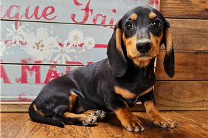 Tyla - Dachshund, Tweenie for sale