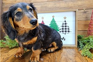 Chien - Dachshund, Tweenie for sale