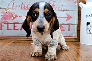 Roger - Dachshund, Tweenie for sale