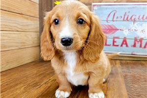 Tori - Dachshund, Tweenie for sale