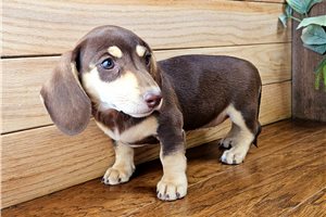 Brenna - Dachshund, Tweenie for sale