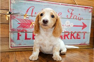 Tasha - puppy for sale