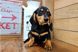 Tyla - Tweenie Dachshund for sale