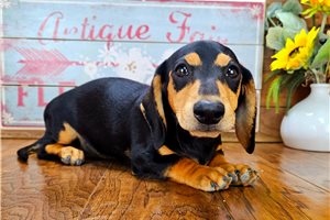 Brody - Dachshund, Tweenie for sale