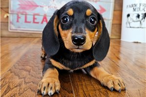 Tyla - Dachshund, Tweenie for sale