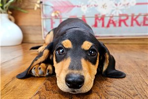 Brody - Dachshund, Tweenie for sale