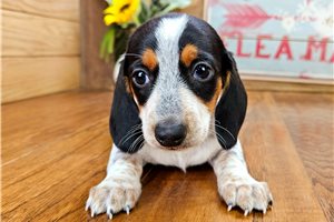 Roger - Dachshund, Tweenie for sale