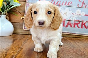 Tasha - Dachshund, Tweenie for sale