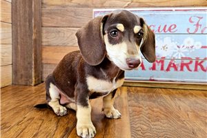 Brenna - Dachshund, Tweenie for sale