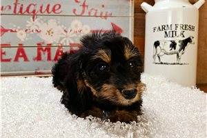 Breslin - Dachshund, Tweenie for sale
