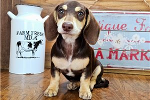 Brenna - Dachshund, Tweenie for sale