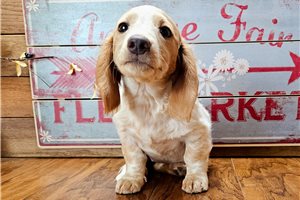 Tasha - Dachshund, Tweenie for sale