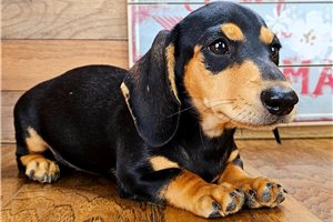 Brody - Dachshund, Tweenie for sale