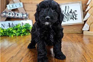 Aubrey - puppy for sale