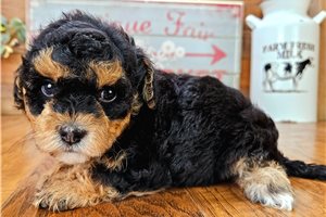 Zander - Malti Poo - Maltipoo for sale