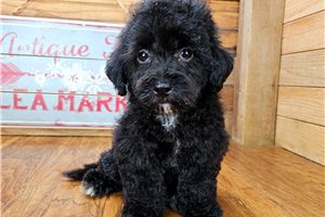 Zack - Malti Poo - Maltipoo for sale