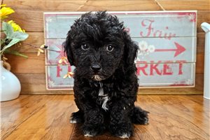 Zack - Malti Poo - Maltipoo for sale