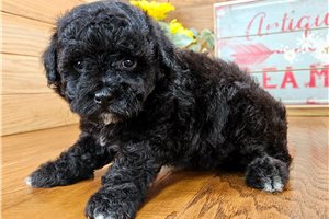 Zack - puppy for sale