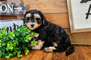 Amina - Malti Poo - Maltipoo for sale