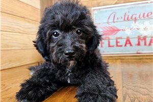 Zack - Malti Poo - Maltipoo for sale