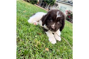 Virginia - puppy for sale