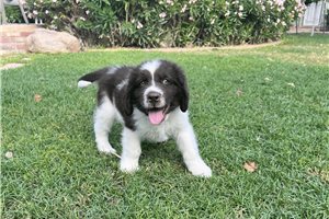Viggo - puppy for sale