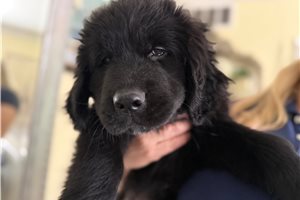 black male - Newfoundland for sale