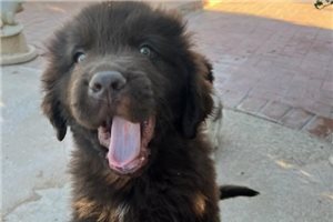 Valencio - puppy for sale