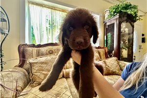 Brownie - Newfoundland for sale