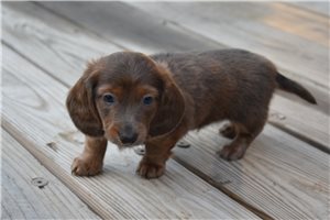 Iggy - Dachshund, Mini for sale