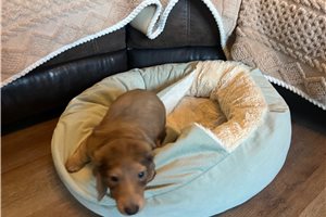 Simon - Dachshund, Mini for sale