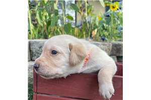 Brianna - Labrador Retriever for sale