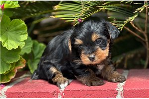 Julian - Yorkshire Terrier - Yorkie for sale