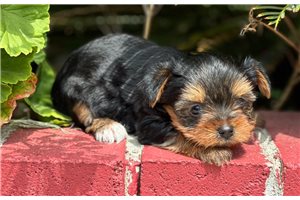 Jose - Yorkshire Terrier - Yorkie for sale
