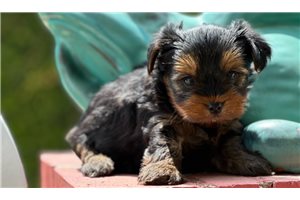 Jamie - Yorkshire Terrier - Yorkie for sale