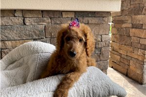 Sienna - puppy for sale