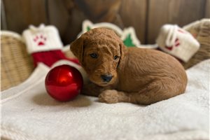 Felicity - Goldendoodle for sale