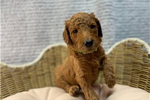 Cyrus - puppy for sale