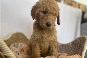 Shelby - Goldendoodle for sale